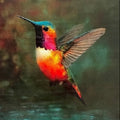 Humdingers - 30 hummingbird stickers
